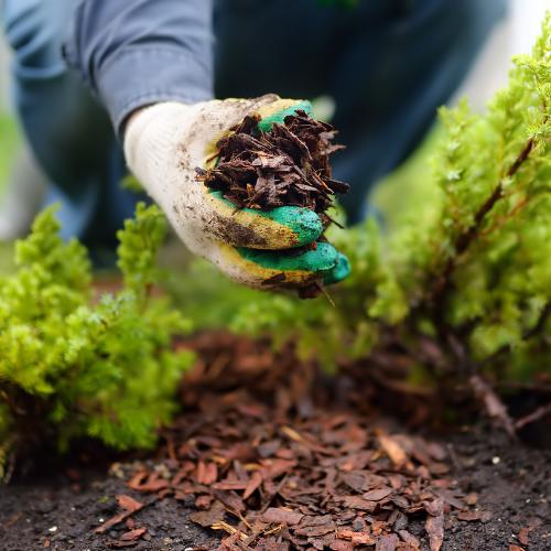 Mulch installation